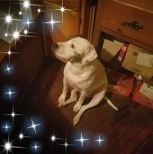 Meet your Posher, Bobette